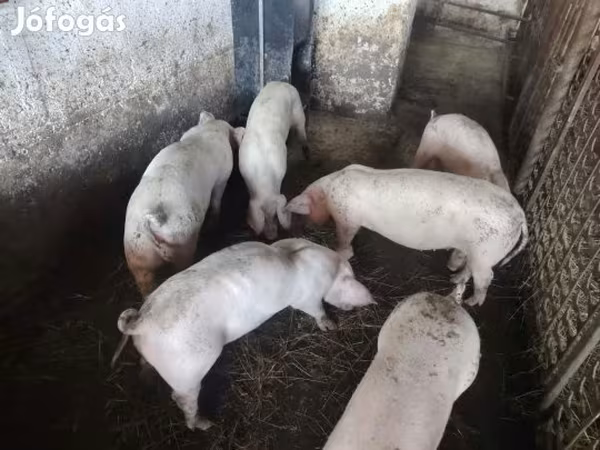 Kan, Топигс Норсвин