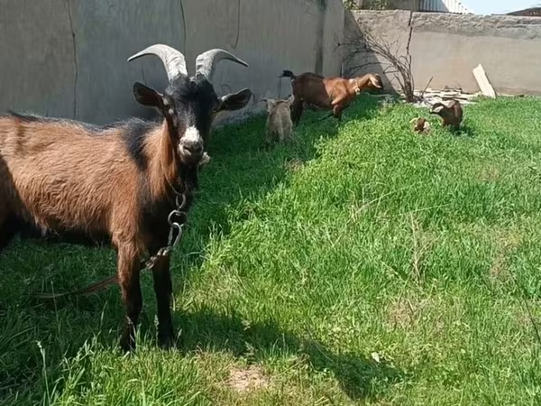 母山羊, Czech Brown Shorthaired goats