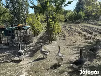 Geese — foto 3