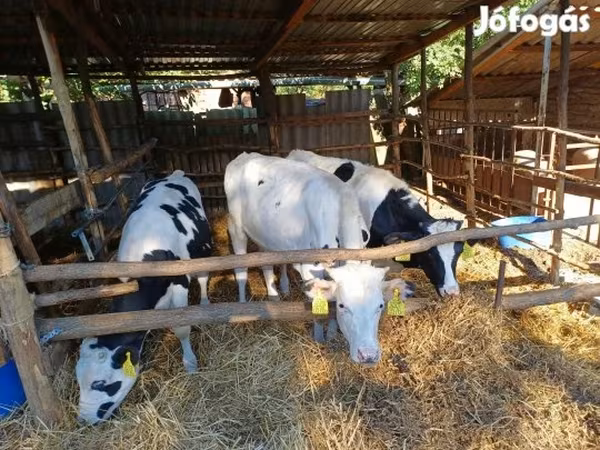 Bika, Holstein fajta