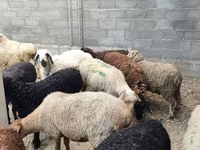 Sheep, Sheep — photo 7