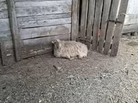 母羊, Baerchuke sheep — 照片 3
