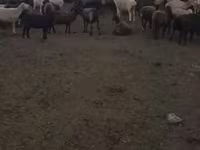 Ovce, Romanov sheep — foto 4