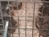 Quails — zdjęcie 4