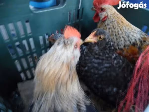 Japanisches Bantam