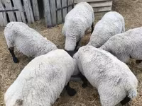 Kos, White Suffolk sheep — 2. fotó