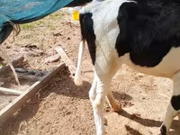 Kuh, Russian Black pied cattle — Foto 4