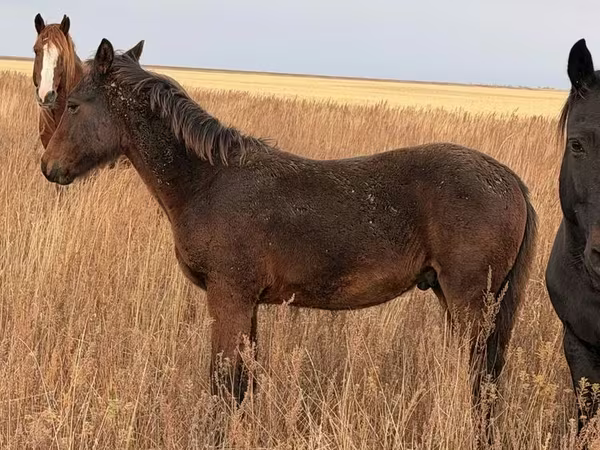 Cavalo, Cavalos