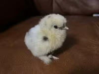 Silkie — 5. fotó