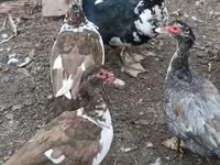 Guinea fowl — 1. fotó