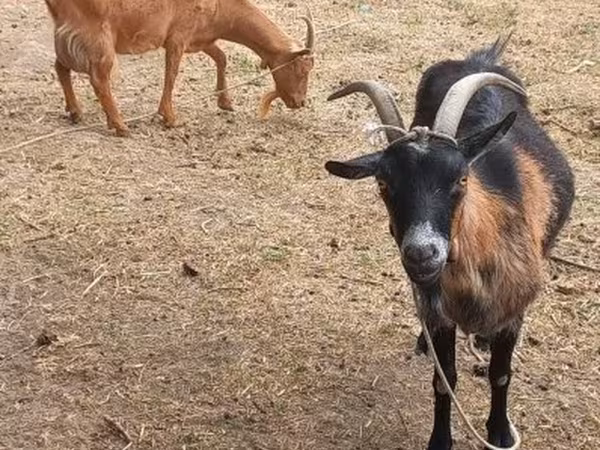 Nőstény kecske, Alpine goat