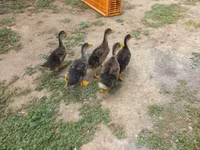 Ducks — Foto 2