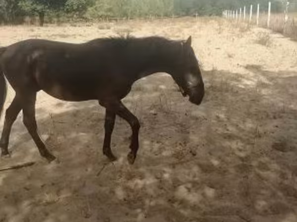Hing, Nonius horse — Magyarország