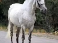 Horse (M), Falabella — photo 1
