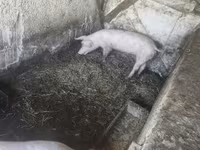 मादा सूअर, सूअर — फ़ोटो 3