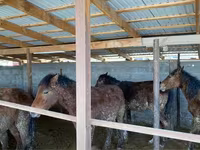 Yegua, Caballos — foto 3