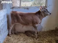 Toro, Raza Jersey — foto 1