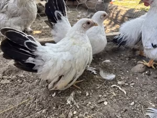 Chickens