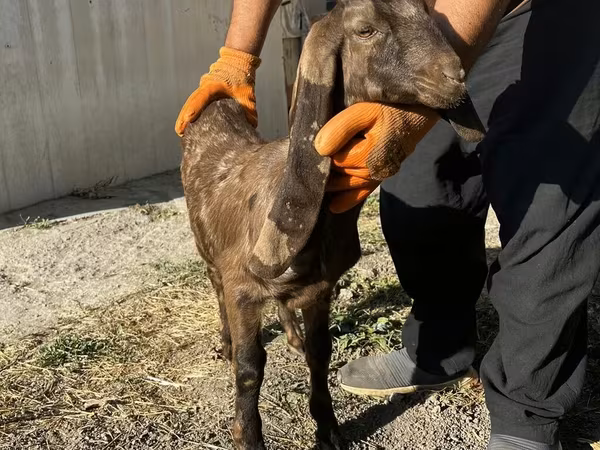 बकरी, Kamori goats