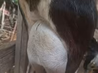 Billy Goat, Alpine goat — photo 2
