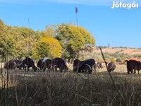 Cow, Hungarian Grey breed — photo 3