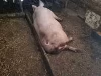 Pigs (batch, sex not specified), Pigs — photo 3