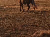 حصان, Altai horse — الصورة 1
