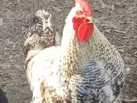 Chickens — foto 3