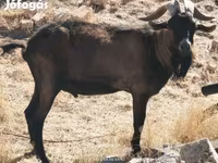 Kozioł, Alpine goat — zdjęcie 2