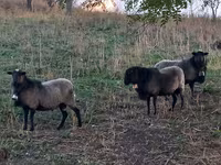 Carnero, Romanov sheep — foto 2