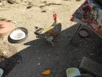 Chickens — الصورة 1