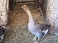 Geese — photo 5