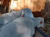 公羊, Merino sheep — 照片 4