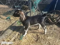 Chèvre, Alpine goat — photo 6