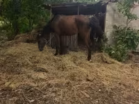 Kanca, Lovak — 1. fotó