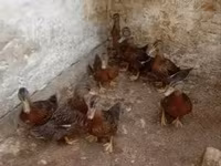 Ducks — zdjęcie 1