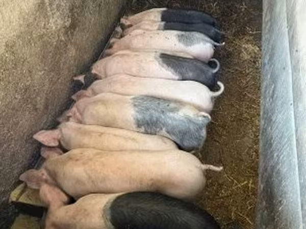Pigs (batch, sex not specified), Pigs