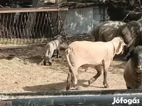 Widder, White Suffolk sheep — Foto 1