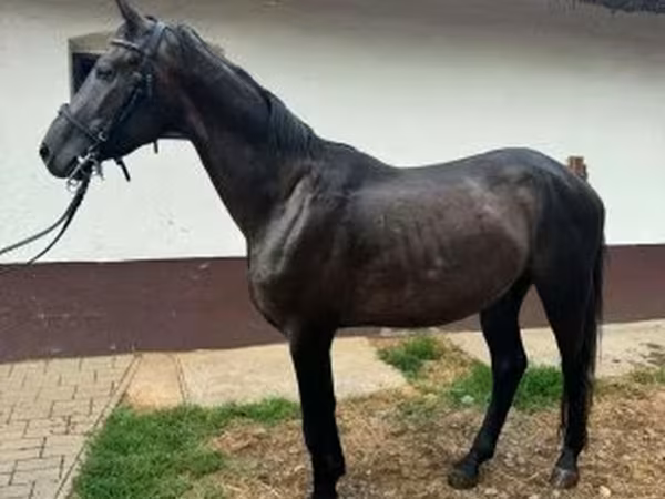 Horse (M), Kisber felver — Hungary