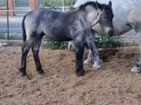 母马, Horses — 照片 2