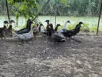 Ducks — 照片 2