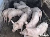Boar, Pigs — photo 1