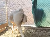 كبش, Rhon sheep — الصورة 6