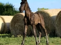 Caballo, Hungarian horse breed — foto 3