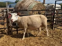 母羊, Sheep — 照片 4