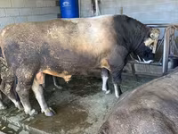 ثور, Swiss cattle — الصورة 3