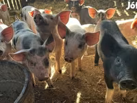 公猪, Pigs — 照片 1