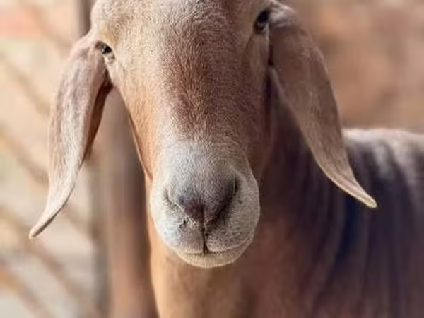 Kos, Arashan sheep