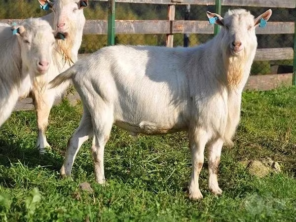 Bak, Saanen goat