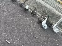 Ducks — foto 5